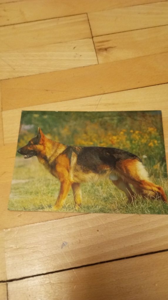 Stare pocztówki PRL owczarek niemiecki loft vintage starocie