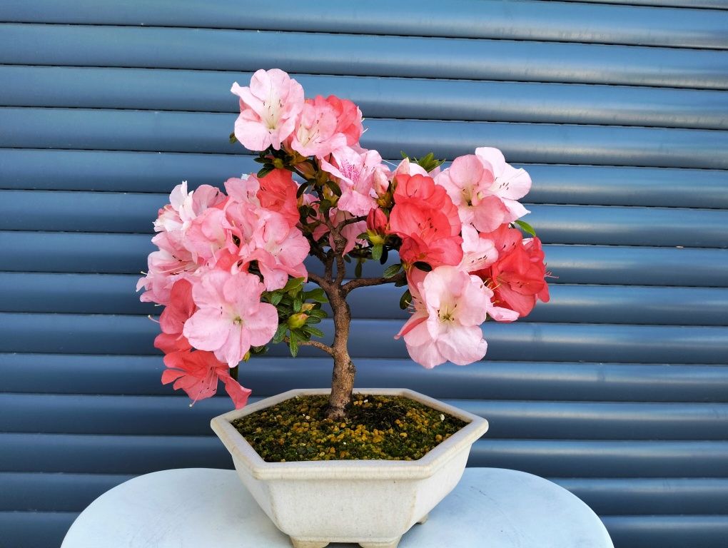 Bonsai Azálea satzuki