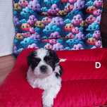 Shih Tzu o  wielopokoleniowym rodowodzie