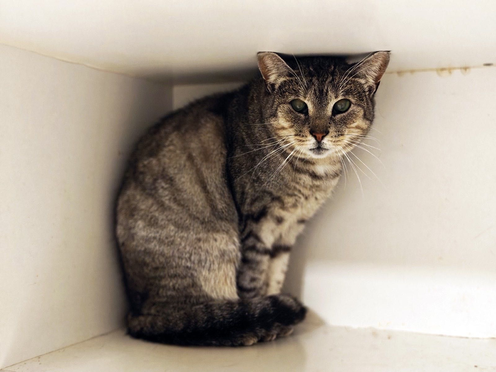 Милая Асти! 1.5 года, стерилизована (кот, кошка, котенок)