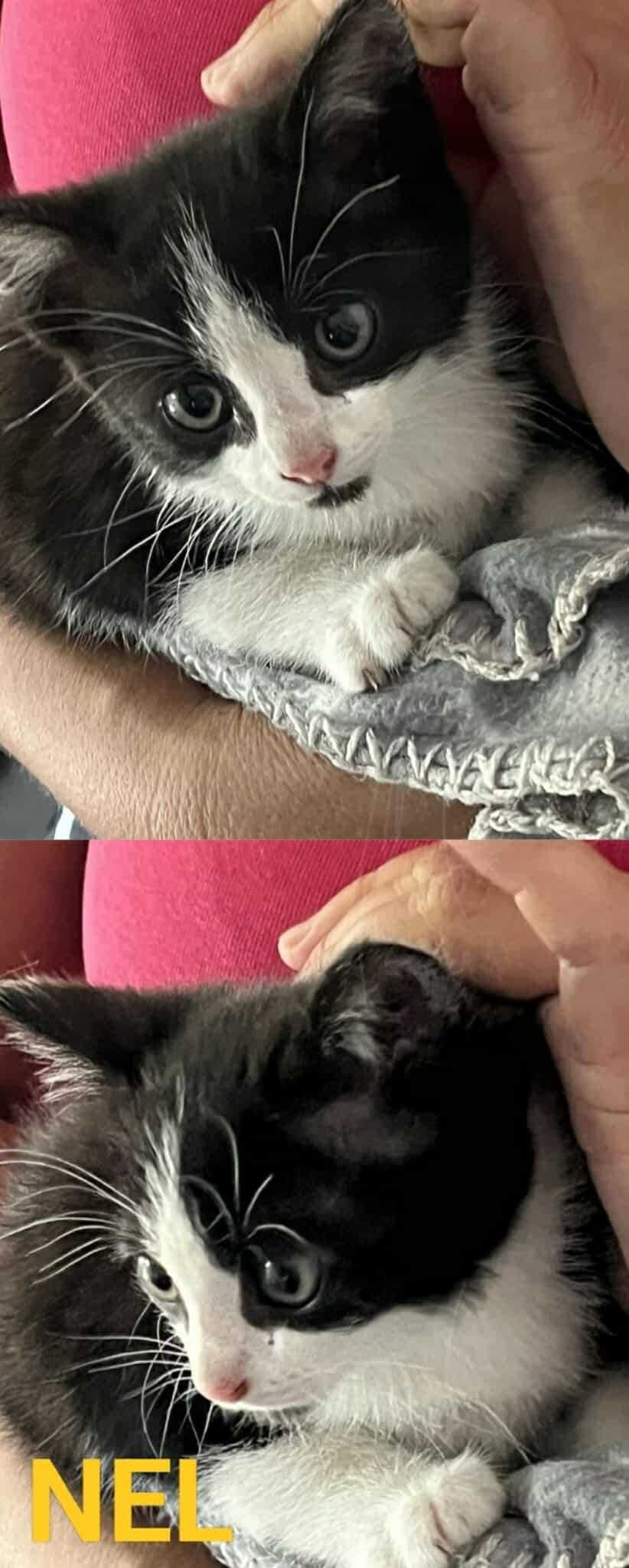 Cudowne Kociaki do adopcji