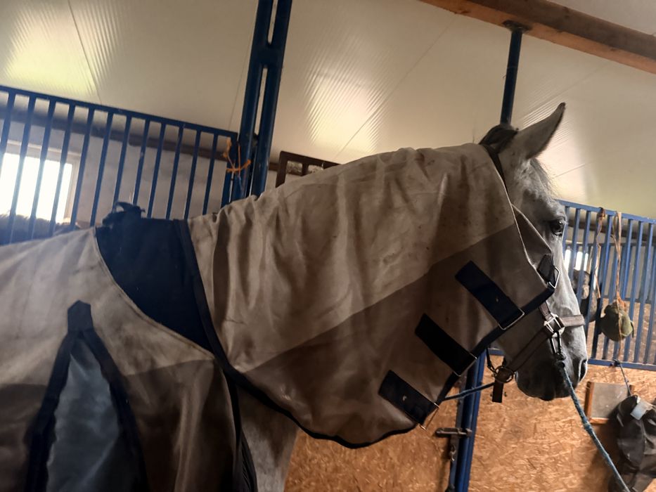 HORSENJOY DAVINA Derka siatkowa z kapturem przeciw owadom 155cm