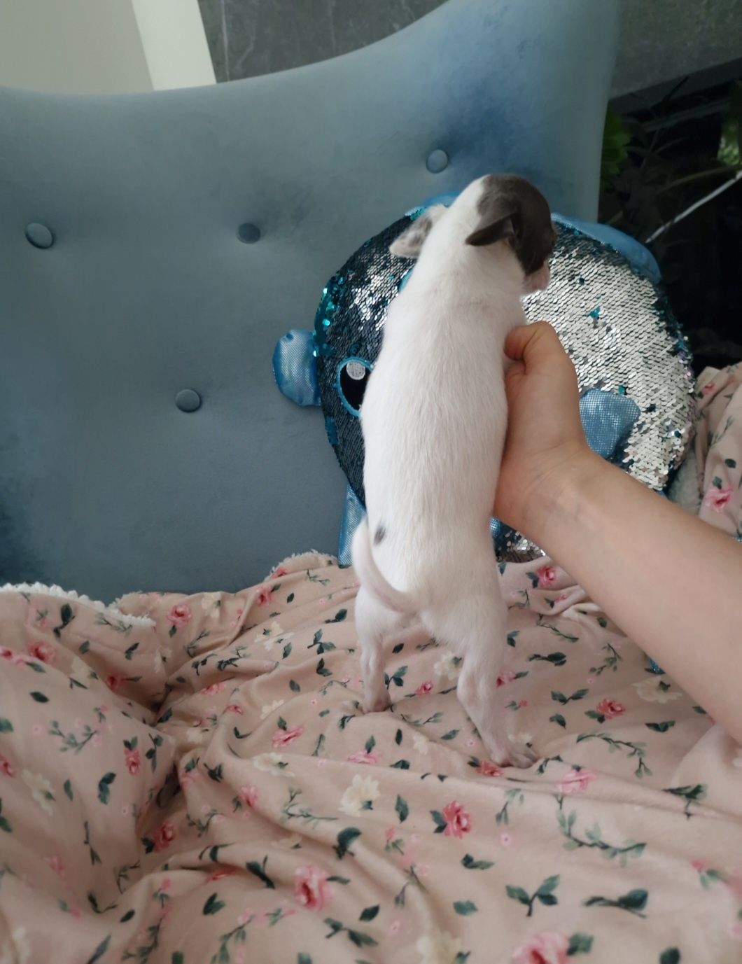 Chihuahua krótkowłosy Piesek FCI ZKwP