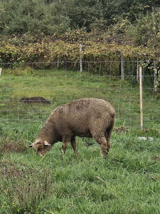 Vendo borrego 7 messes