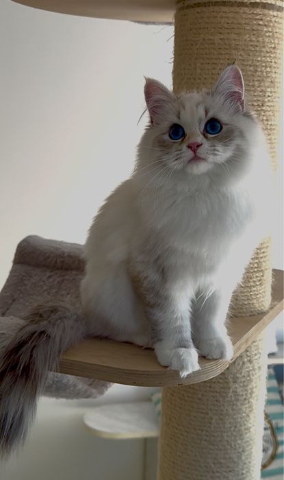 Koty Neva Masquerade i Syberyjskie