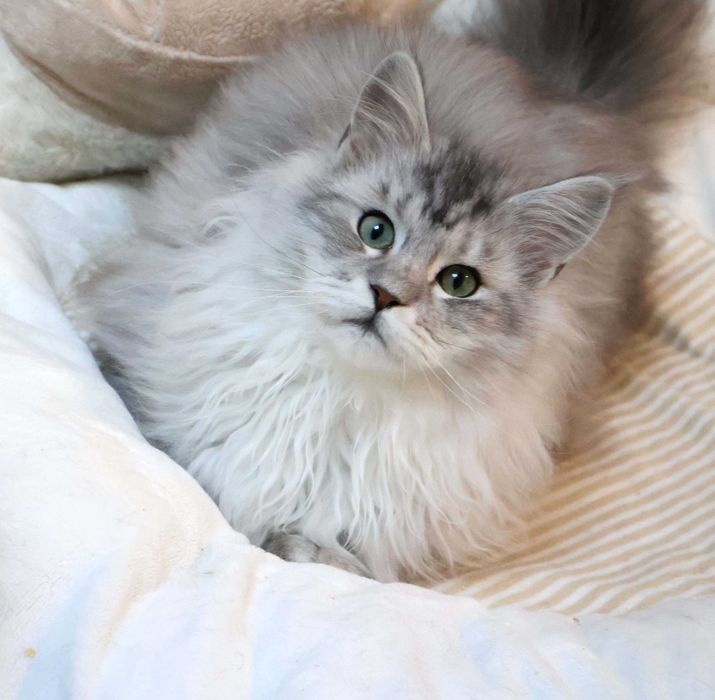 Kochany tygrysek Maine coon