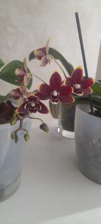 Орхідейка Taisuco Cobalt