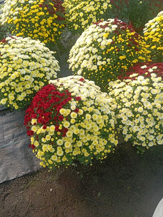 Chryzantemy wielkokwiatowe