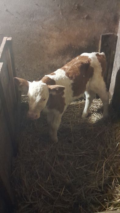 Szprzedam byczka rasy simental