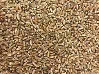 Продам зерно, пшеницю 5 грн