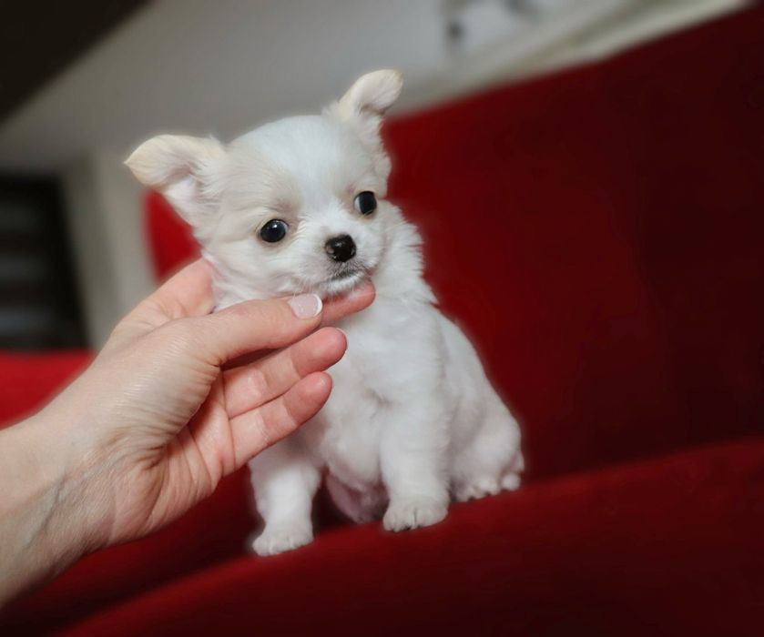 Prześliczna jasna sunia chihuahua długowłosa SARA FCI ZKwP