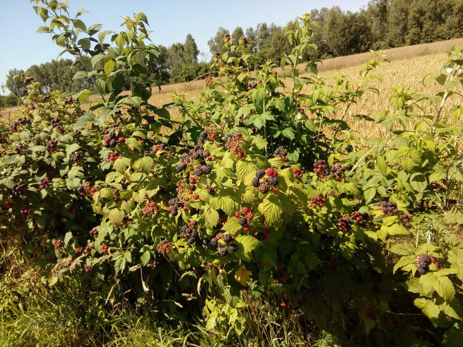 Malina czerwona sadzonka, pędy