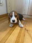 Beagle szczeniak aktualne