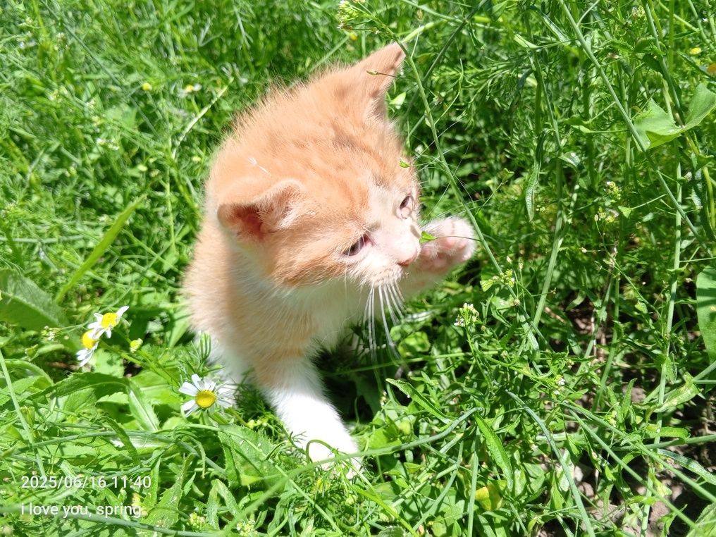 Віддам котенятка