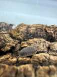 Porcellio scaber rusty - isopody, ekipa sprzątająca