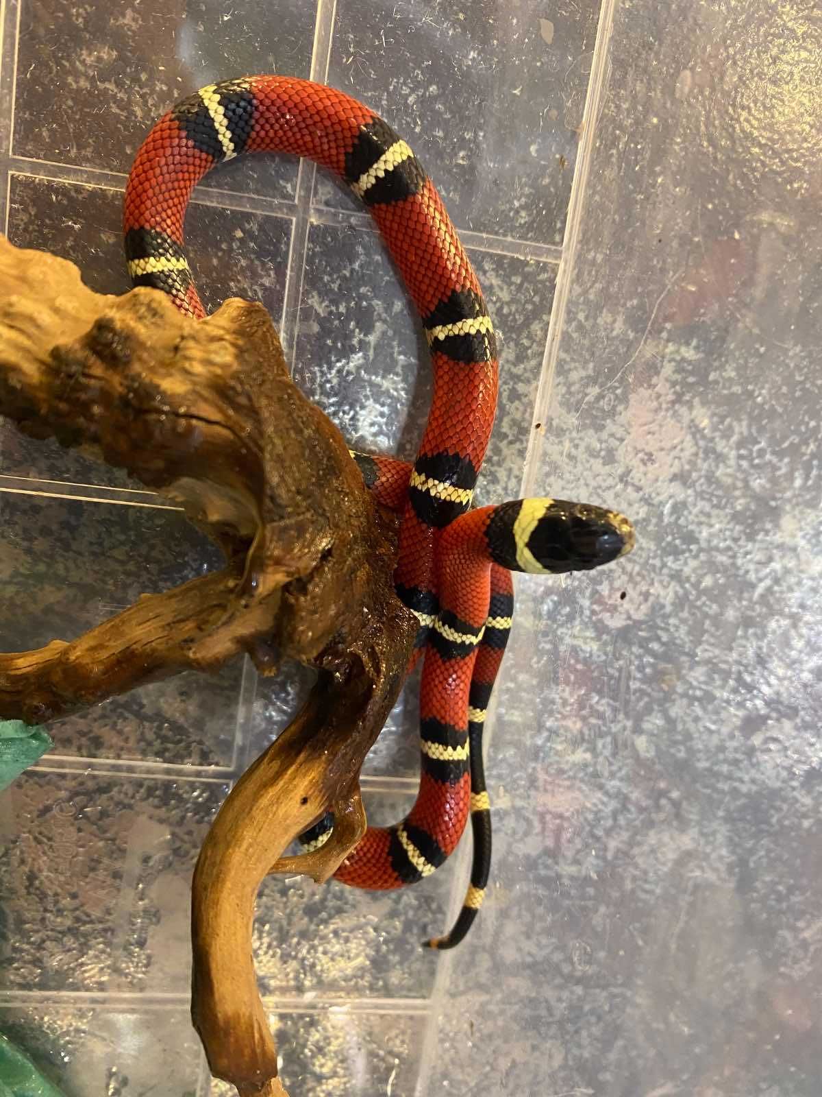 Карликовая змея, молочная красная змея - Синалое