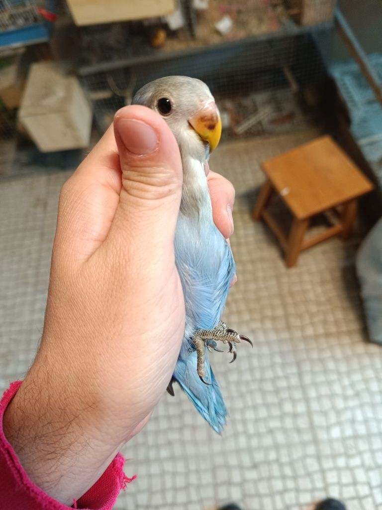 Aves para ceder zona Torres Vedras