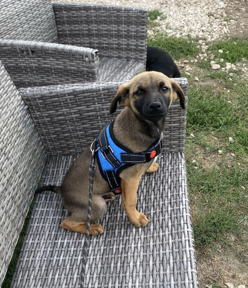 Szczeniak do adopcji za darmo