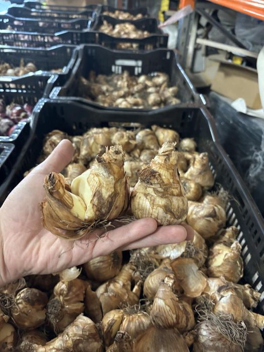 На вигонку цибулина тюльпанів, крокуса, гіацинта, іриса, нарциса