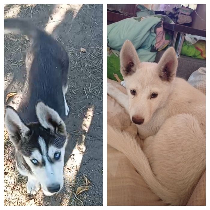 Хаски девчонки щеночки милые