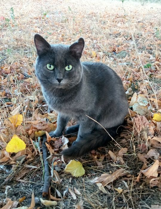 Чистокровний британець