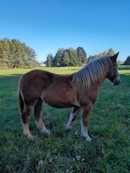 Klacz rasy polski koń zimnokrwisty