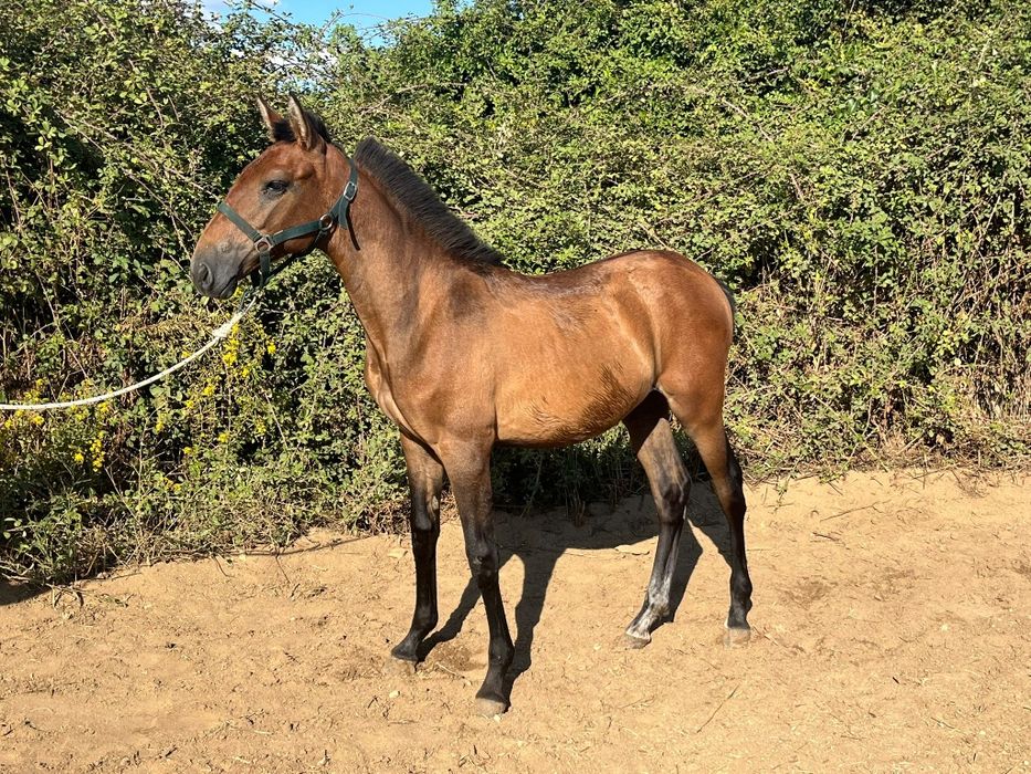 Poldros lusitano nascido em Janeiro