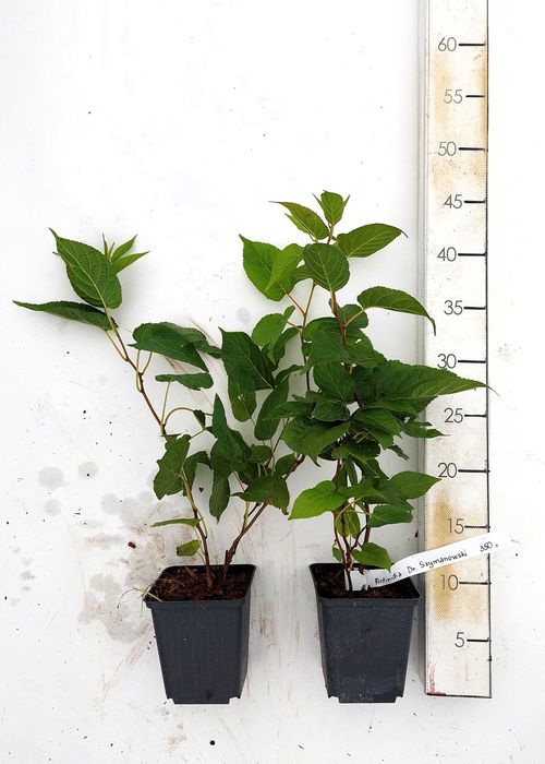 Actinidia Issai | Dr. Szymanowski| Mini Kiwi | P9 | certyfikat CAC