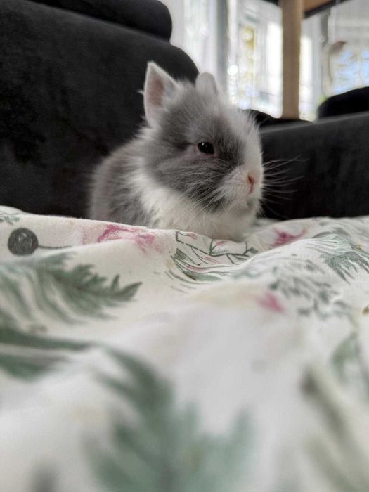 Króliczki karzełek ,teddy mini