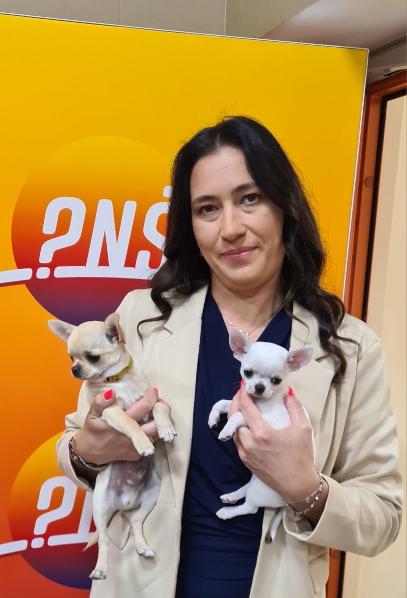 Chihuahua biały piesek Zkwp FCI