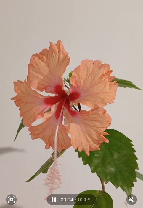 Кімнатні гібіскуси в асортименті