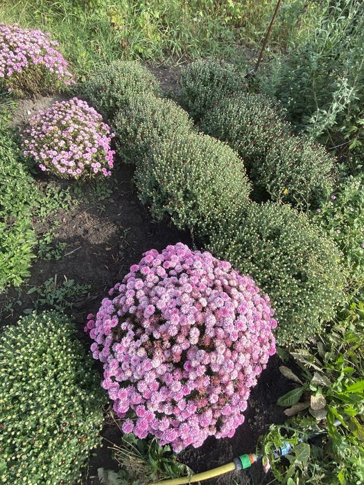 Хризантема мультифлора