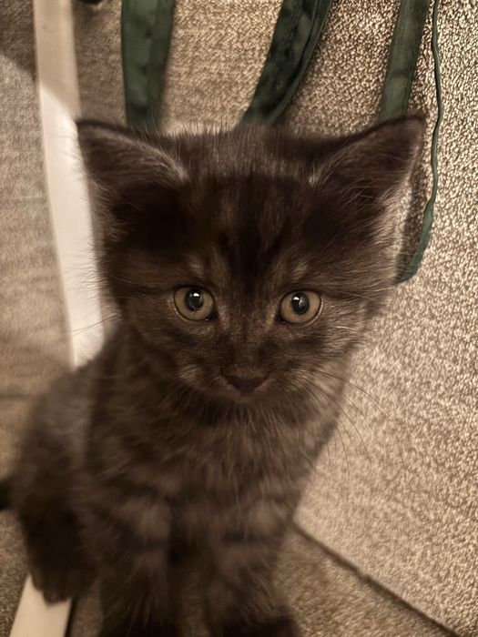 Oddam za darmo  male koty