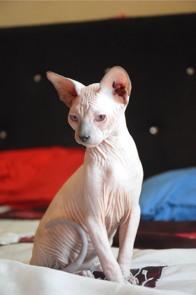 Lyborius Legacy - Canadian Sphynx