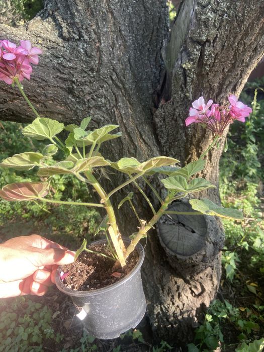 Продам   пеларгонию