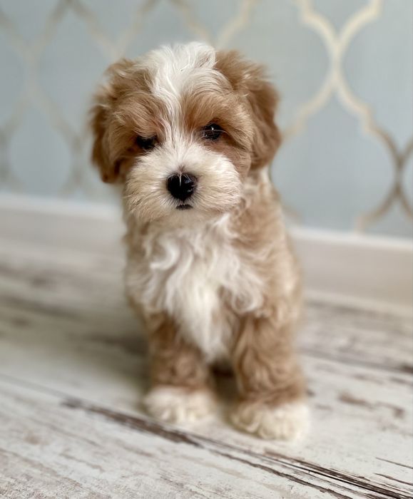 Maltipoo sunia F1
