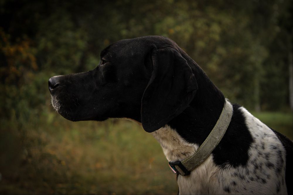 Sunia English Pointer hodowla Loyal Point FCI