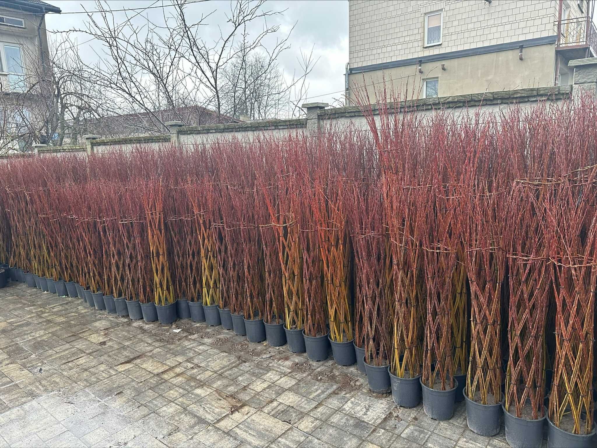 WIERZBA PLECIONA salix  180 cm Producent wysyłka paletowa