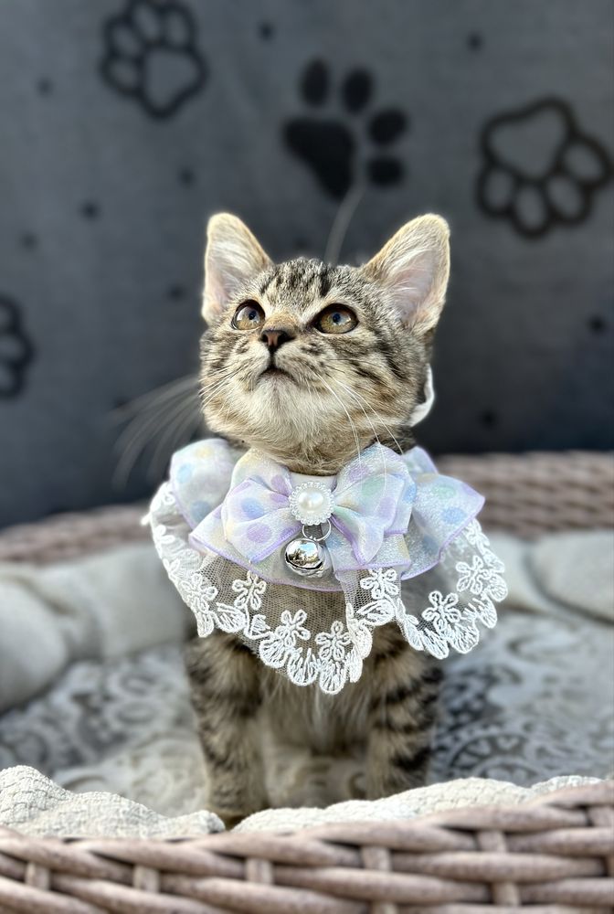 Кошеня в добрі ручки хлопчик