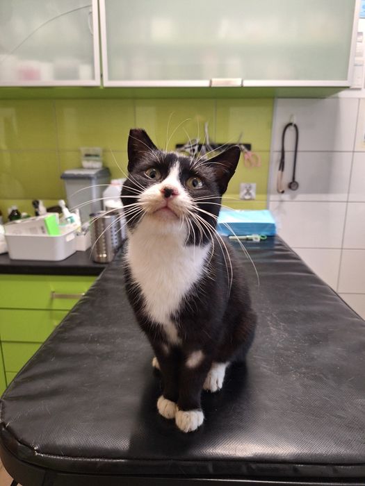 Kotka do PILNEJ adopcji