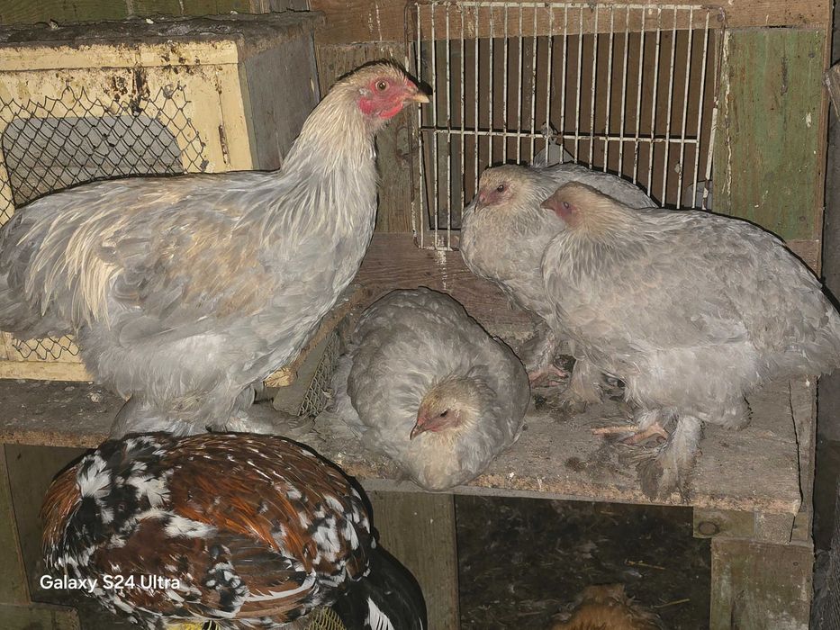 Brahma olbrzymia isabell