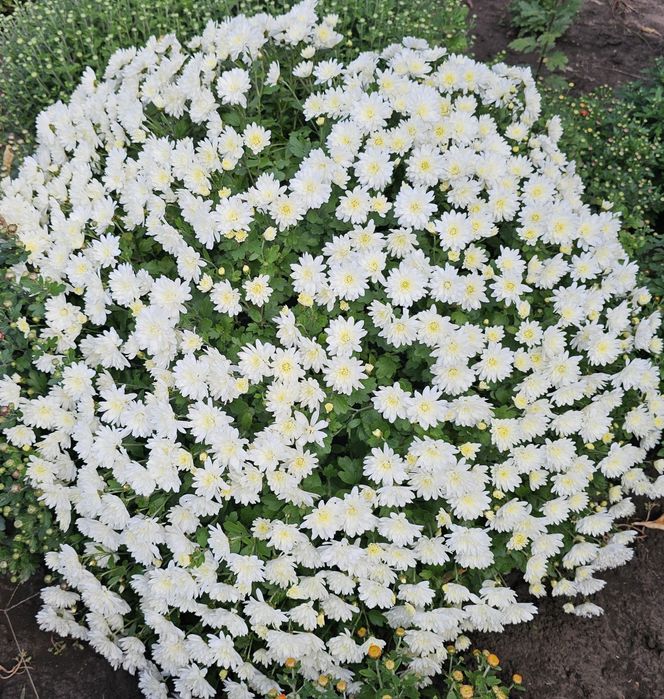 Шаровидна хризантема мультифлора