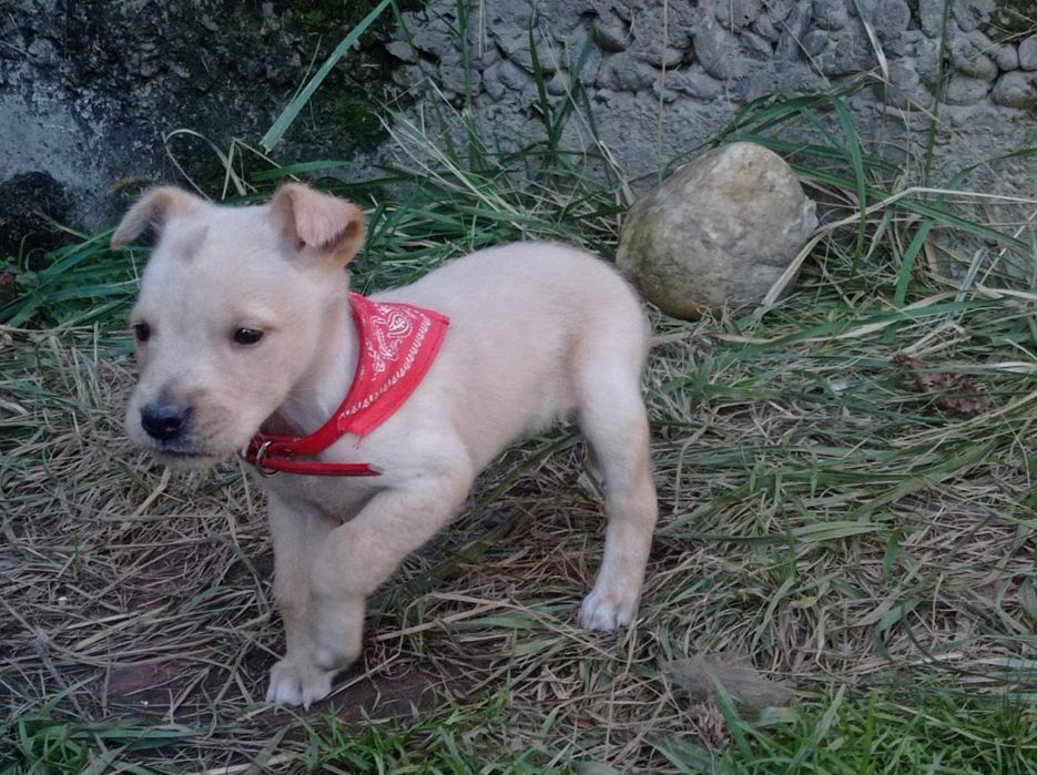 Віддам в добрі руки метиси тато стаф мама двортерєр