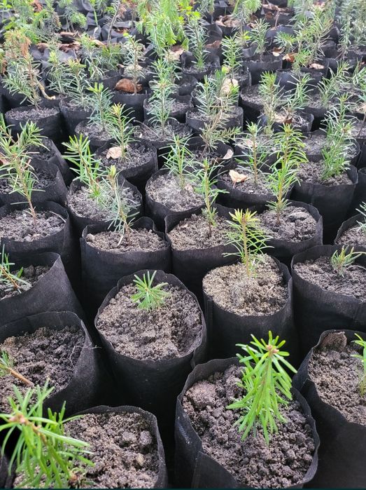 Ялиця Нордмана саджанці