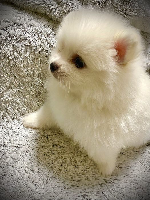 Мальчик померанского шпица