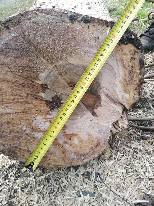 Drzewo orzech 2 pnie