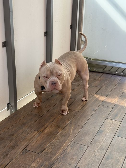 Okazja! American Bully Pocket Pocket Sprzedam