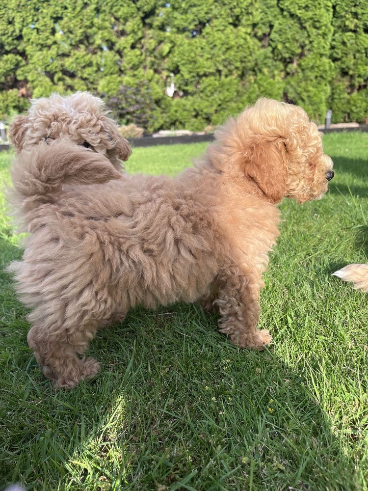 Poochon Bichpoo Maltipoo Pudel Bischon Frise