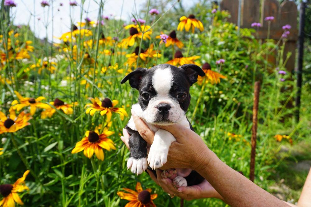 Śliczna sunia boston terrier FCI