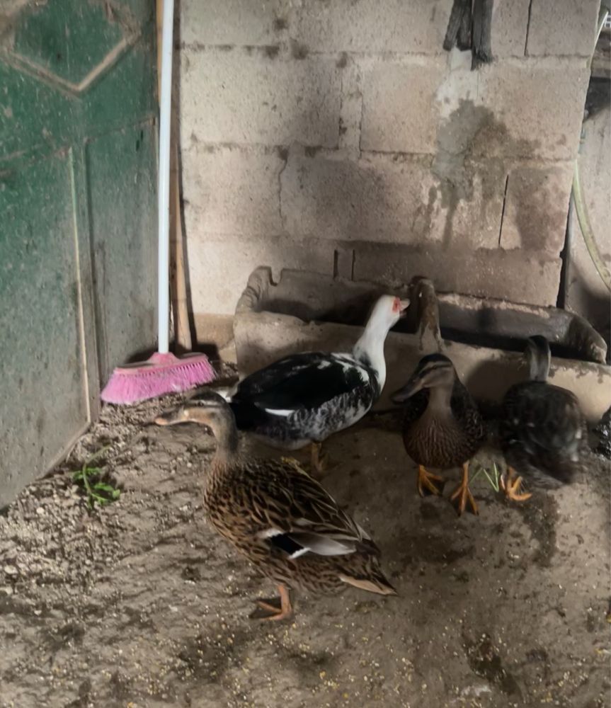 Pato bravo até 10 patos